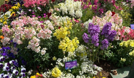 2025 Friends Of Lae Botanic Gardens 4