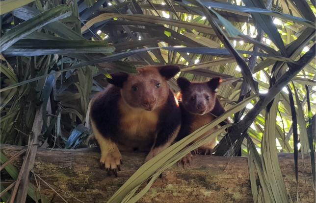 50 Reasons To Travel In Papua New Guinea Goodfellow's Tree Kangaroo Mother And Joey At The Port Moresby Nature Park