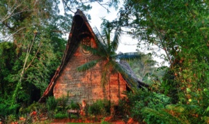 Reef And Rainforest Tours