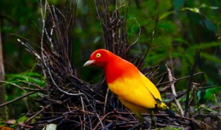 Flame Bowerbird Kiunga Nature Tours Samuel Kepuknai