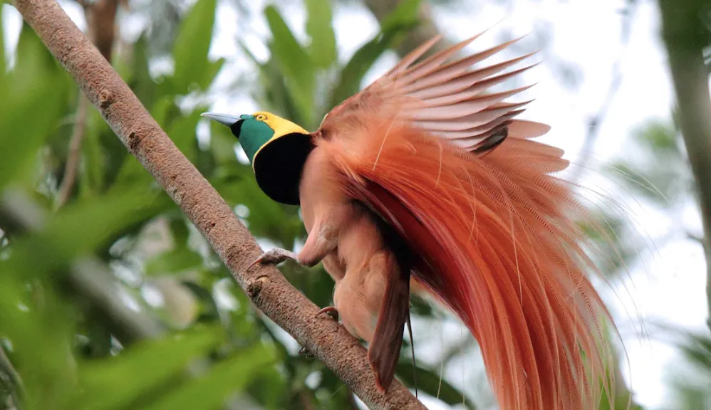 Bird Watching | Papua New Guinea