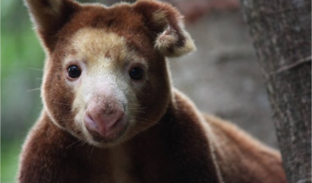 Tree Kangaroo Port Moresby Nature Park Papua New Guinea