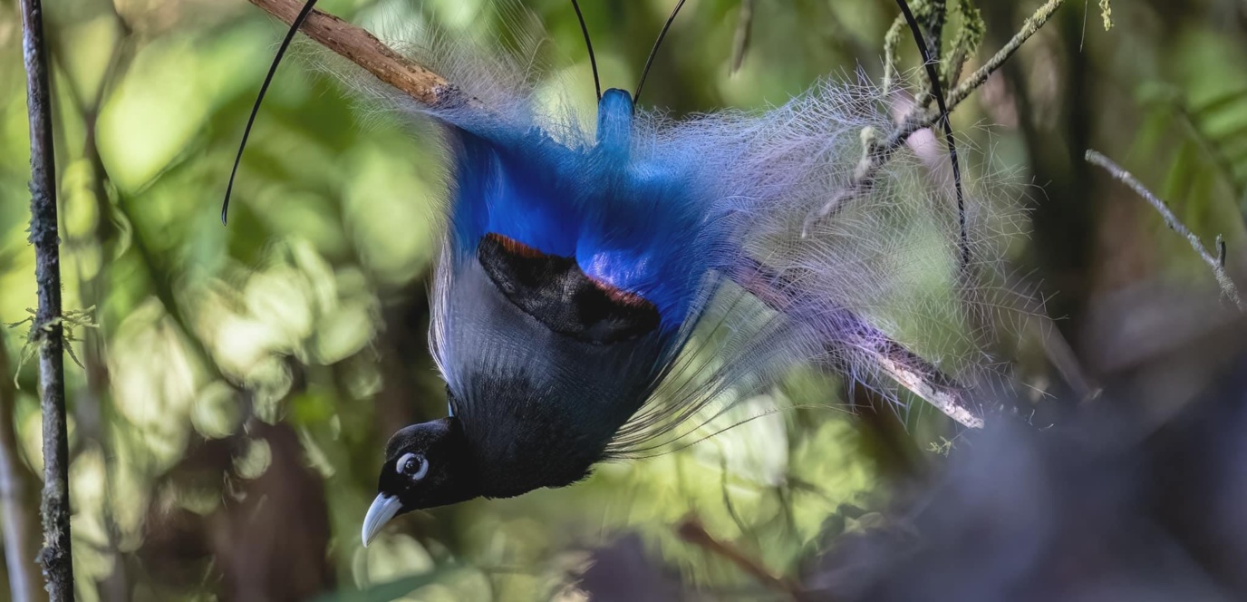 Blue Bird Of Paradise Western Highlands Paiya Tours