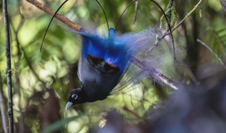 Blue Bird Of Paradise Western Highlands Paiya Tours