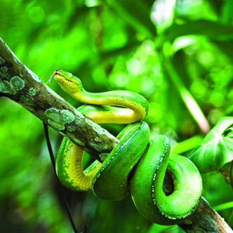 Green Tree Snake Papua New Guinea