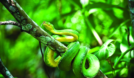 Green Tree Snake Papua New Guinea