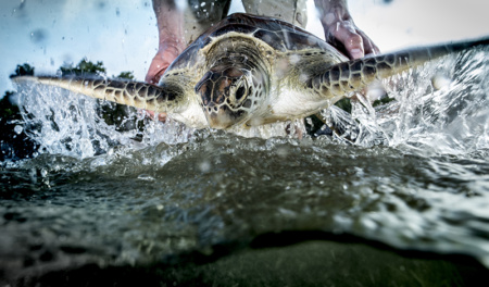 Papua New Guinea Milne Bay Turtle Sanctuary