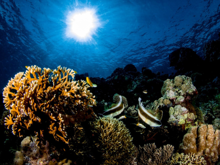 Kimbe Bay Coral Garden Featuring Two Moorish Idols.