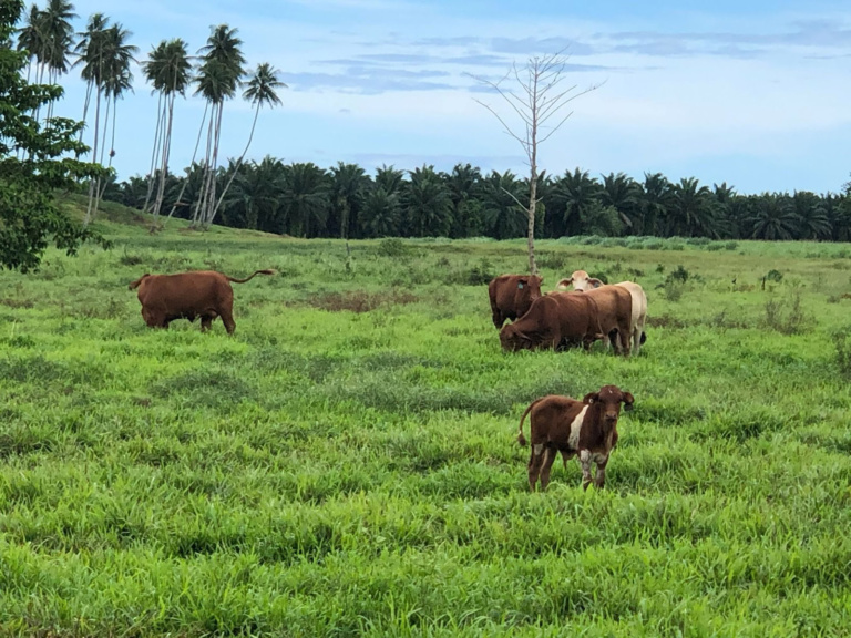 Numundo Beef Farm