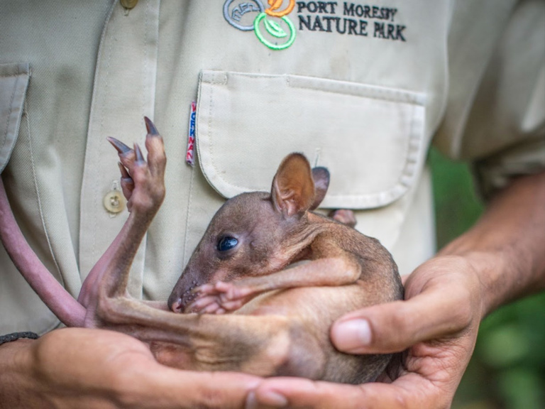 Wallaby Joey, Port Moresby Nature Park