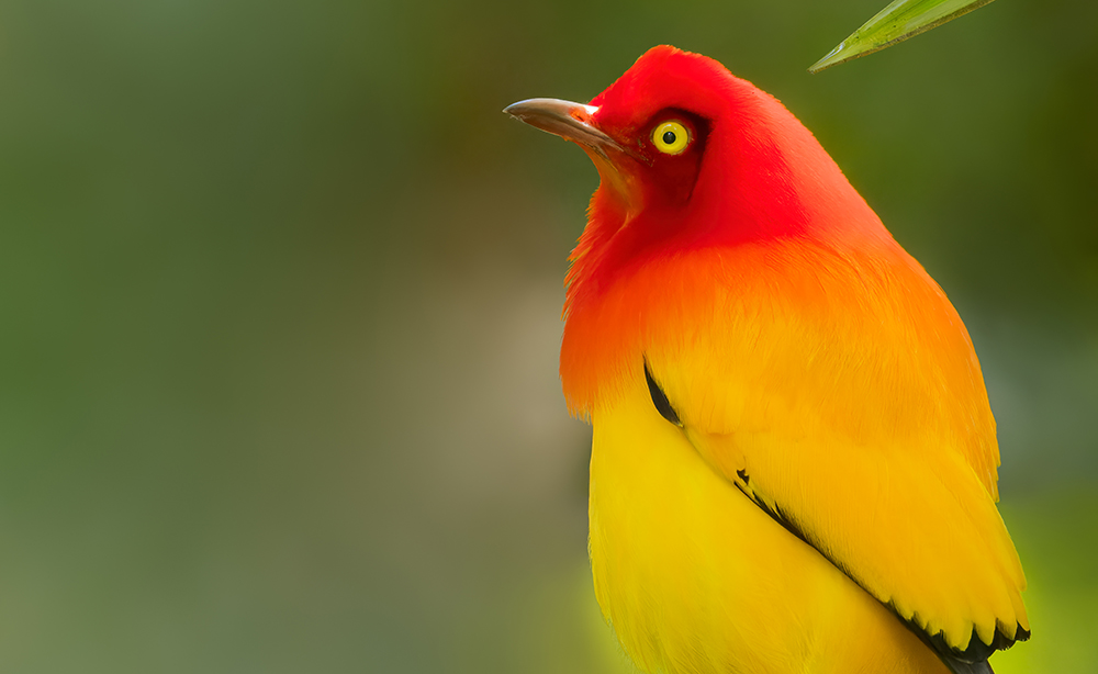 Flame Bowerbird, Sericulus Ardens