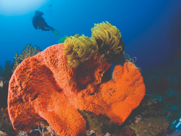 Diving, Tufi, Northern (oro) Province