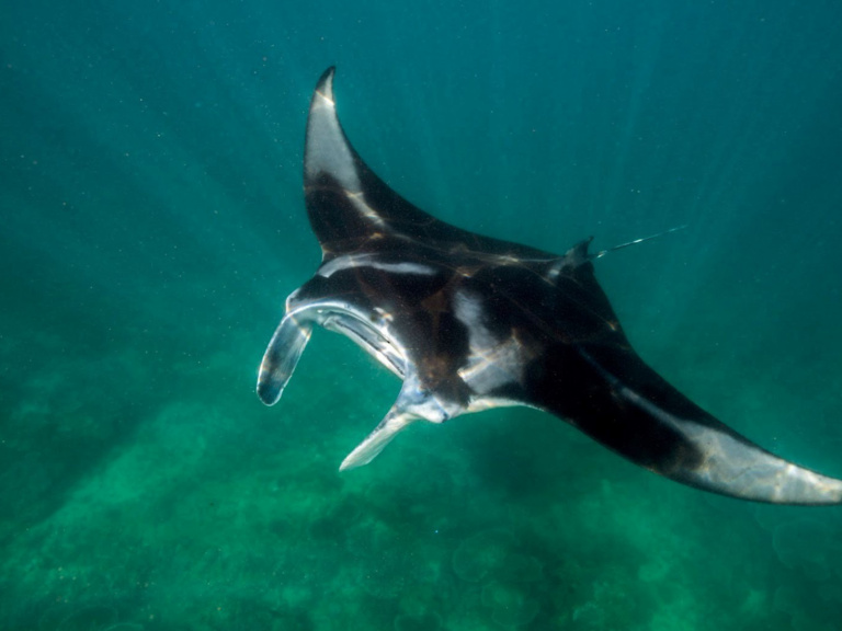 Giant Manta Ray