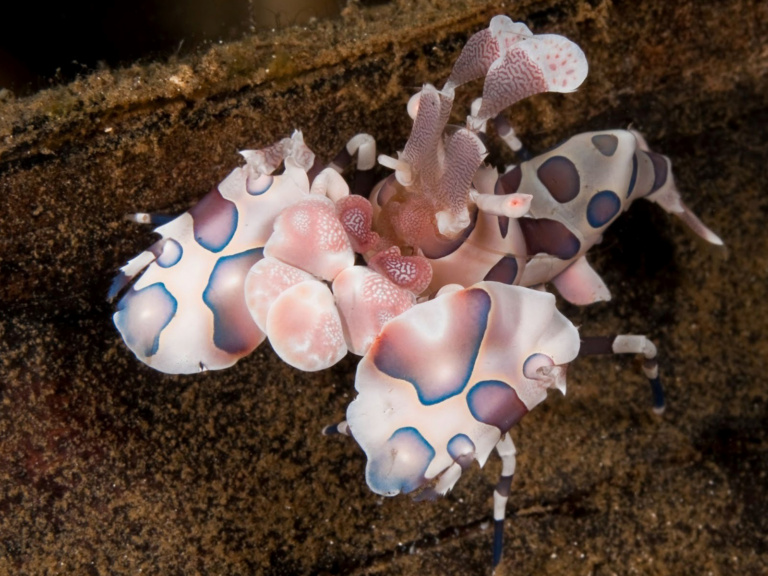 Harlequin Shrimp, Milne Bay