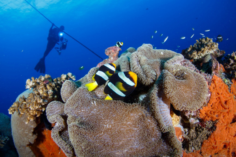 Anemone And Yellowtail Clownfish, New Ireland Province