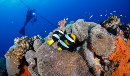 Anemone And Yellowtail Clownfish, New Ireland Province