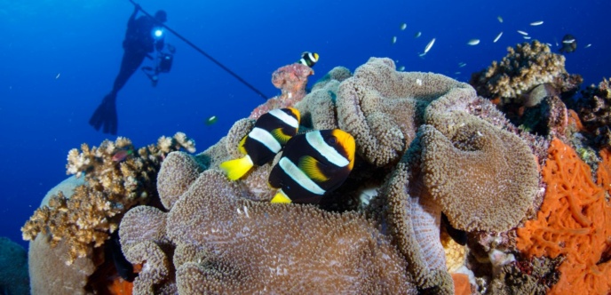 Anemone And Yellowtail Clownfish, New Ireland Province