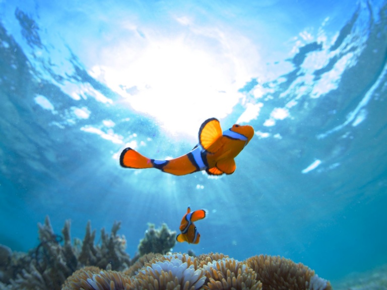 Clownfish, Scuba Diving Near Lissenung Island Resort, New Ireland Province