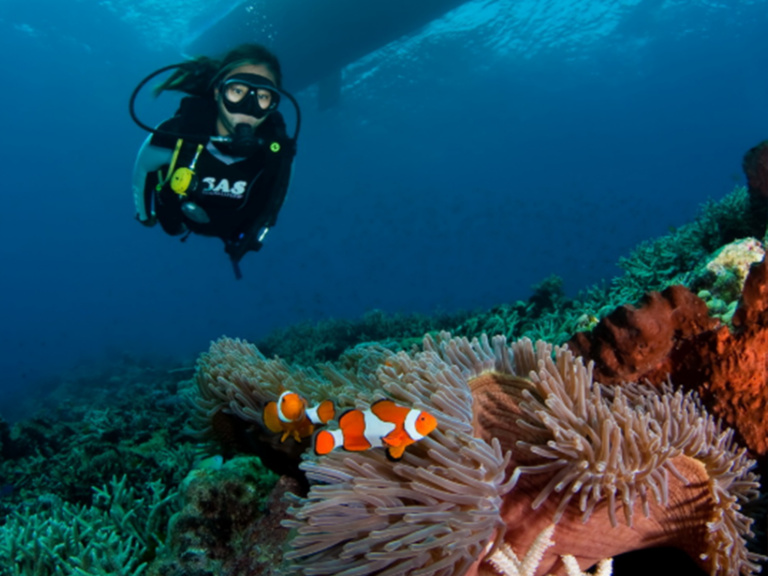 Coral Gardens, Scuba Diving With Tufi Dive Resort, Northern (oro) Province