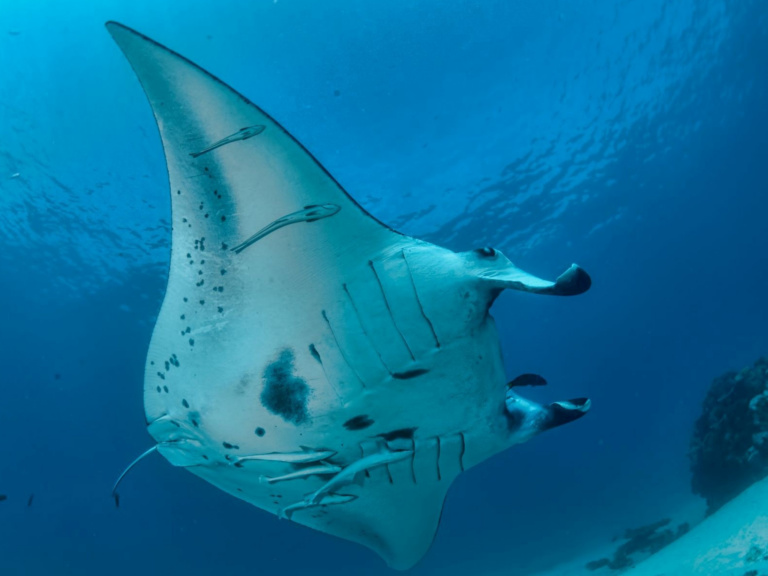 Giant Manta Ray, Scuba Diving With Tawali Leisure & Dive Resort, Milne Bay Province