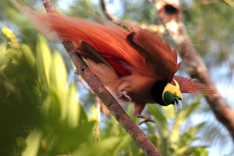 Raggiana Bird Of Paradise