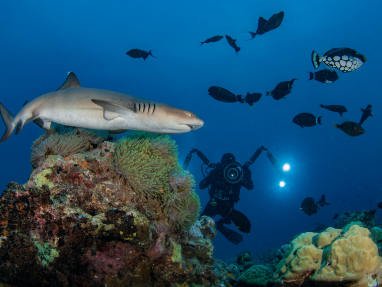 Scuba Diving Kimbe Bay With Walindi Plantation Resort