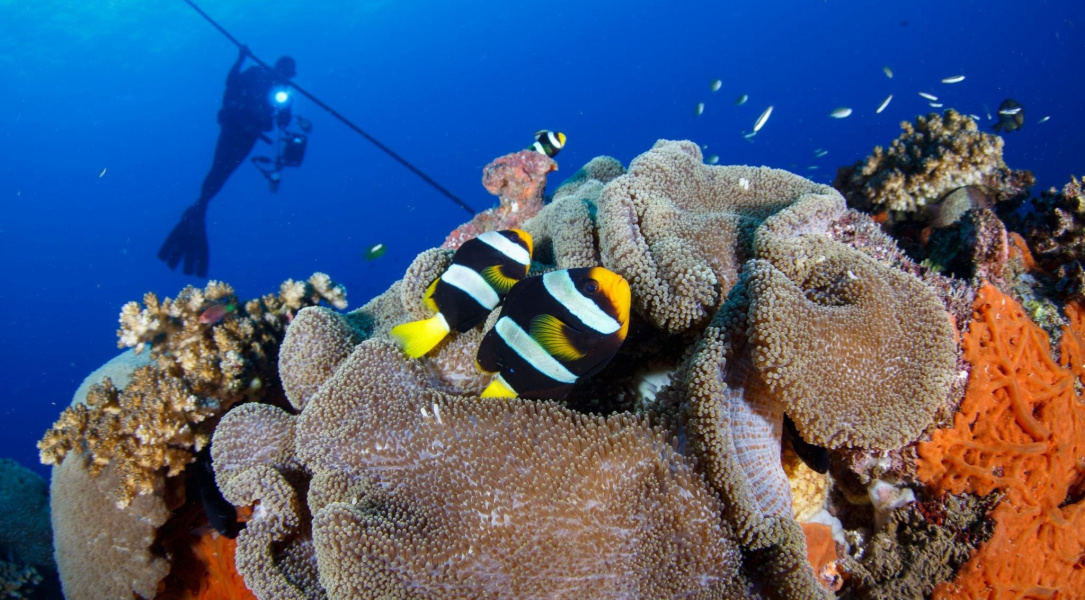 Anemone And Yellowtail Clownfish, New Ireland Province