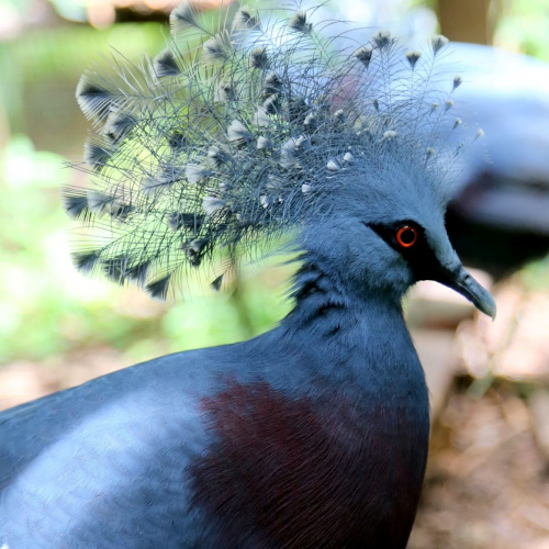 Southern Crowned Pigeon, Port Moresby Nature Park Southern Crowned Pigeon, Port Moresby Nature Park
