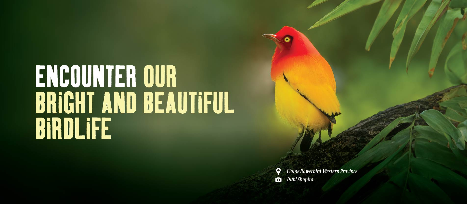 Papua New Guinea Bright Beautiful Birdlife